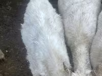بز ماده, Saanen goat — عکس 3
