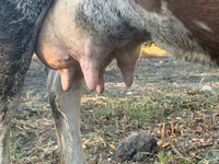 گاو ماده, Simmental cattle — عکس 5