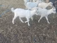 بز ماده, Saanen goat — عکس 2