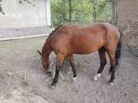 Адуу, Karachay horse — 2 зураг