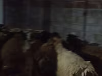 قوچ, گوسفند — عکس 5