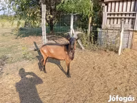 Bak, Alpine goat — 7. fotó