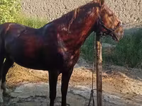 اسب نر, Karabakh horse — عکس 1