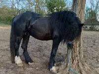 Horse (M), Gypsy horse — photo 2