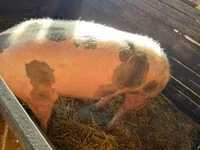 Locha, Świnie — zdjęcie 3