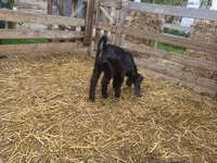 Capra, Damask goat — foto 2