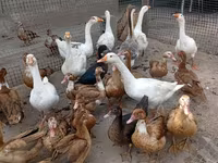 Geese — foto 1