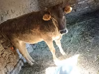 Krava, Swiss cattle — fotografija 1