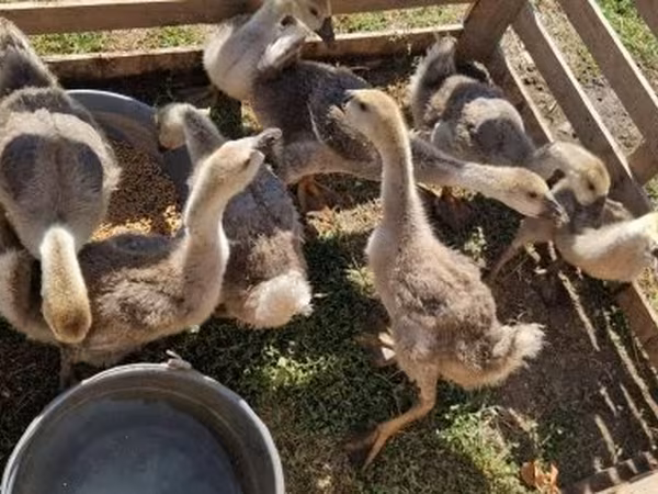 Geese