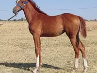 Pastuv, Thoroughbred horse — fotografija 1