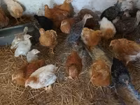 Chickens — zdjęcie 4