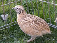 Quails — 照片 2