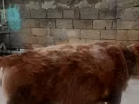 암소, Simmental cattle — 사진 1