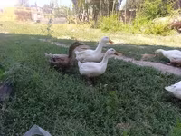 Domestic Muscovy — foto 3