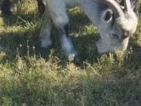 تيس, Alpine goat — الصورة 6