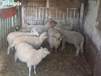 Får (parti, kön ej angivet), Får — foto 6