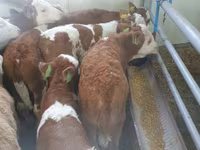 Buqa, Simmental cattle — 1-rasm