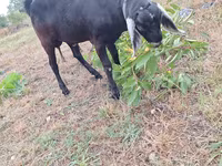 雄ヤギ, Nubian Goat — 写真 3