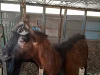 بز نر, Saanen goat — عکس 2