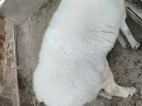 ভেড়ার পাঁঠা, ভেড়া — ছবি 2
