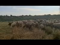 በግ, Sheep — ፎቶ 7