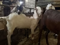 بکرا, Nubian Goat — تصویر 3