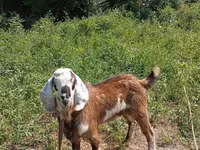 Keçi, Nubian Goat — foto 2