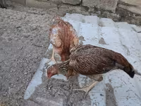 Guinea fowl — 사진 4