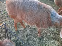 میش, Rhon sheep — عکس 2