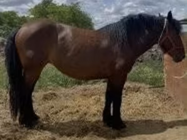 Mare, Horses — Hungary