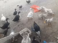 Ducks — foto 5