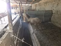 قوچ, Rhon sheep — عکس 3
