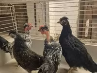 Japanisches Bantam — Foto 5