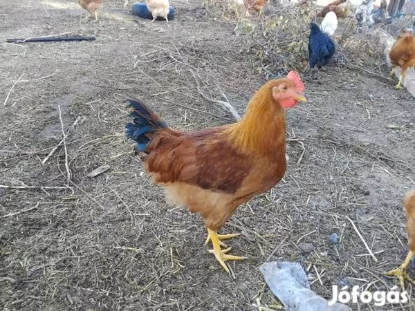 New Hampshire Red