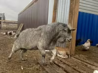 بکرا, Alpine goat — تصویر 2