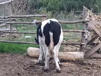 گاو نر, Russian Black pied cattle — عکس 5