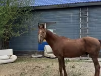 Faras, Thoroughbred horse — sawirka 2