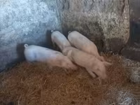Scrofa, Крупная белая — foto 1