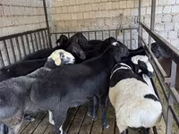 Kambing jantan, Rhon sheep — foto 8
