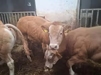 Lembu jantan, Blonde d’Aquitane cattle — foto 3