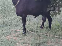 ஆண் ஆடு, ஆடுகள் — புகைப்படம் 2