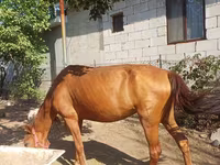 Cavalla, Cavalli — foto 1