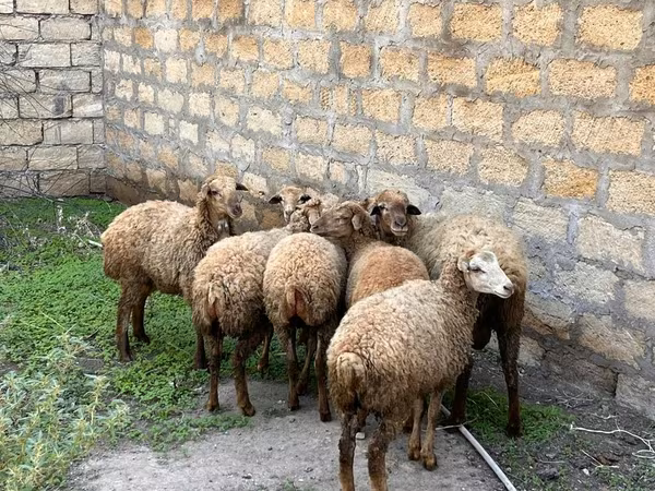 گوسفند (گروه، جنسیت مشخص نشده), گوسفند