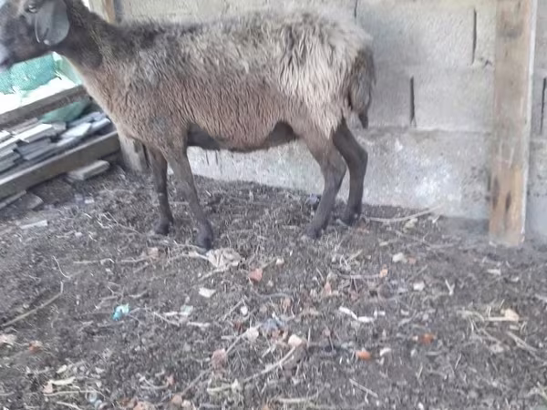 Domba jantan, Sheep — Uzbekistan