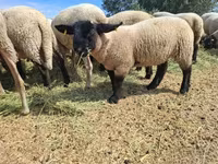 母羊, White Suffolk sheep — 照片 7