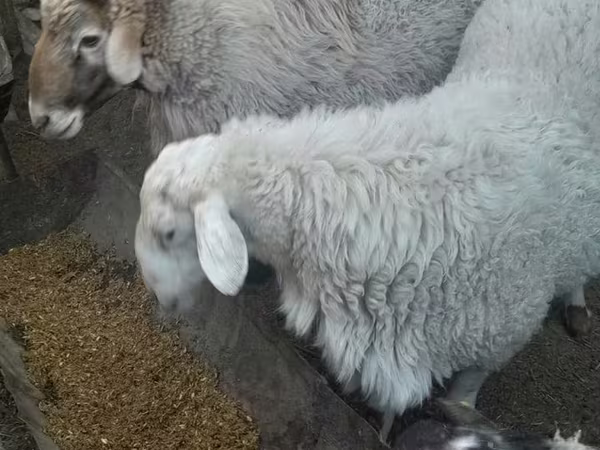 Cừu đực, Romanov sheep — Uzbekistan