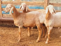 Montone, Arashan sheep — foto 4