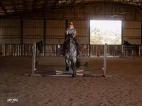 Kůň, Percheron — foto 3