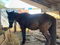 ሴት ፈረስ, Horses — ፎቶ 1