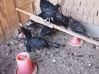 Turkeys — عکس 1